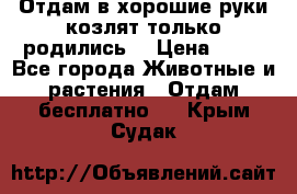 Отдам в хорошие руки козлят.только родились. › Цена ­ 20 - Все города Животные и растения » Отдам бесплатно   . Крым,Судак